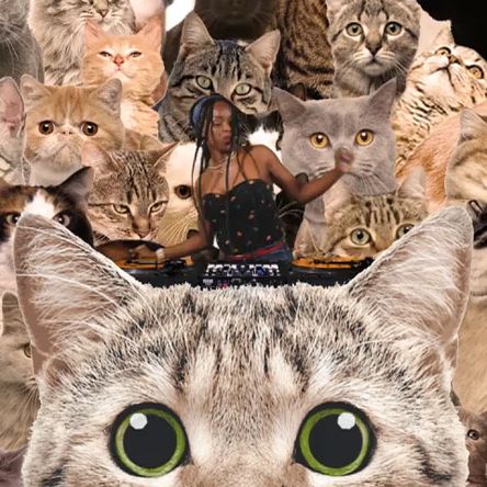 The Cat Pack
