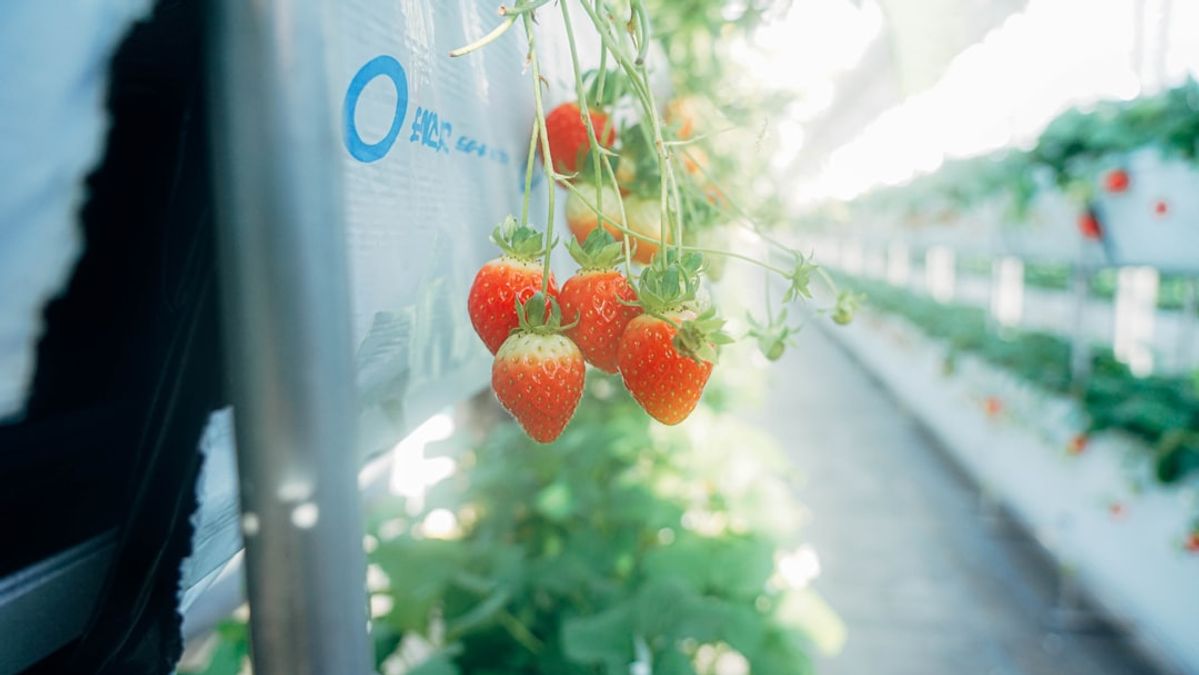 Beyond Meat's Protein Soda: A Desperate Pivot or a Glimpse into Food Tech's Future?