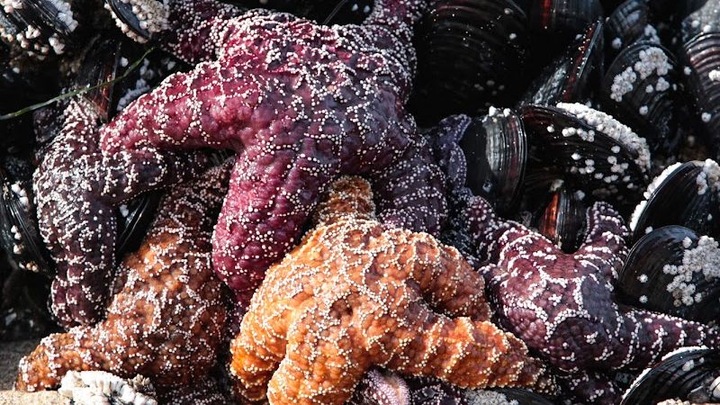 Photo of Seahorse Oceanfront Lodging