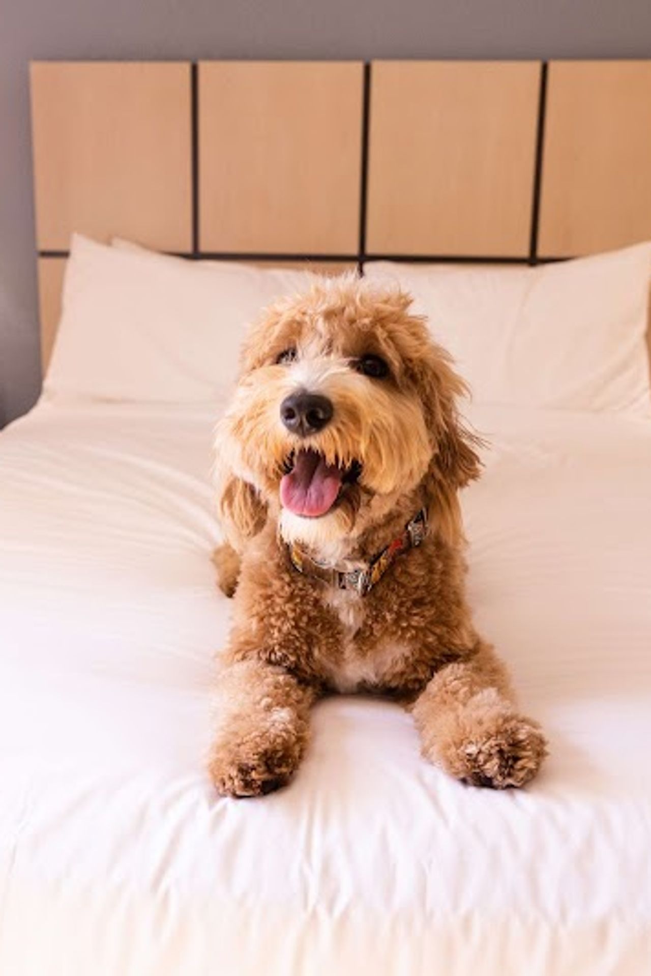 Photo of Sonesta Simply Suites Silicon Valley Santa Clara