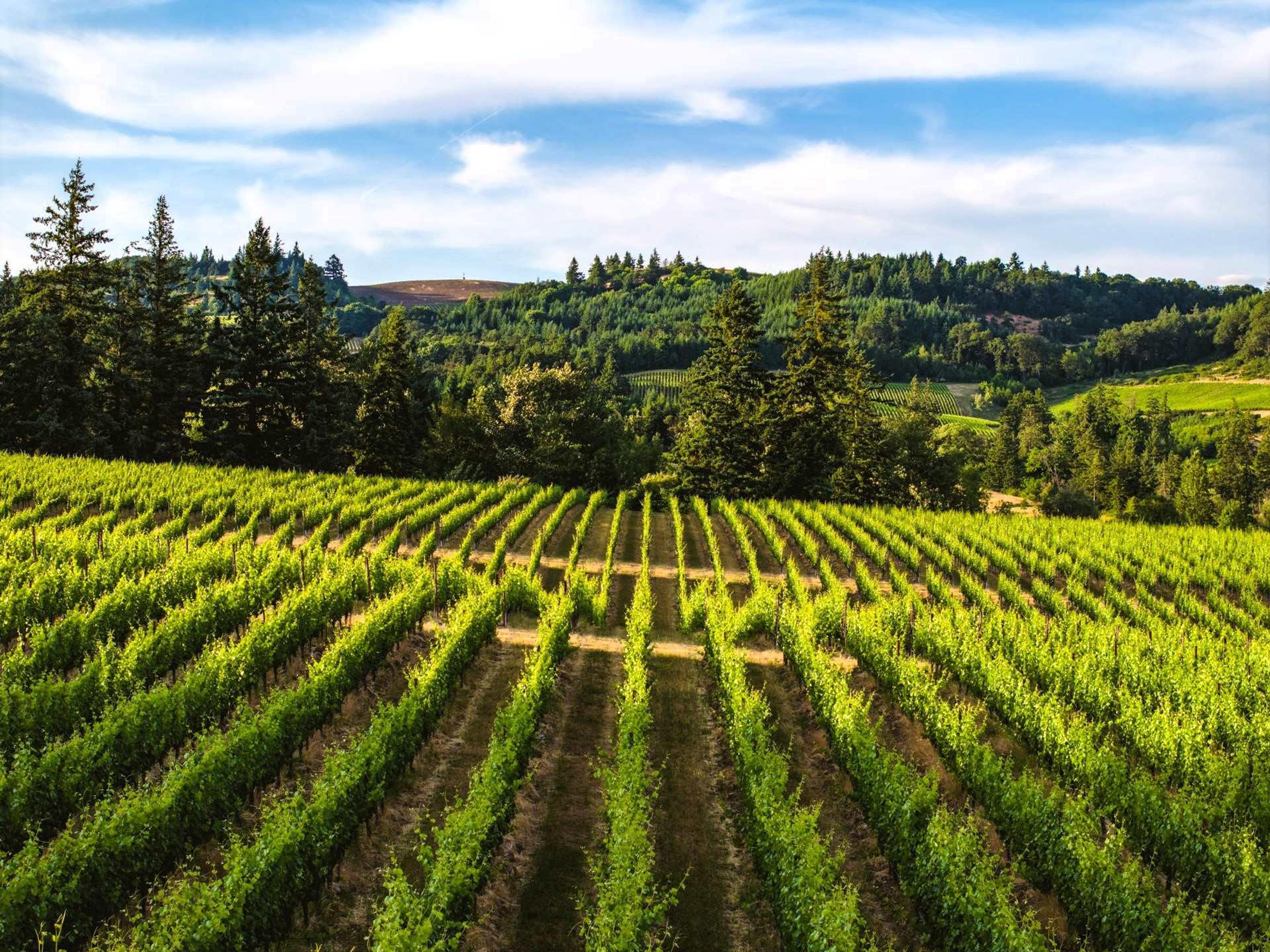 Vineyards in Willamette Valley, Lebanon, Oregon, USA