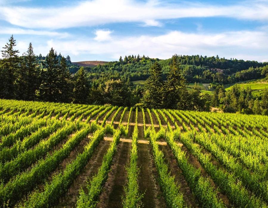 Vineyards in Willamette Valley, Lebanon, Oregon, USA