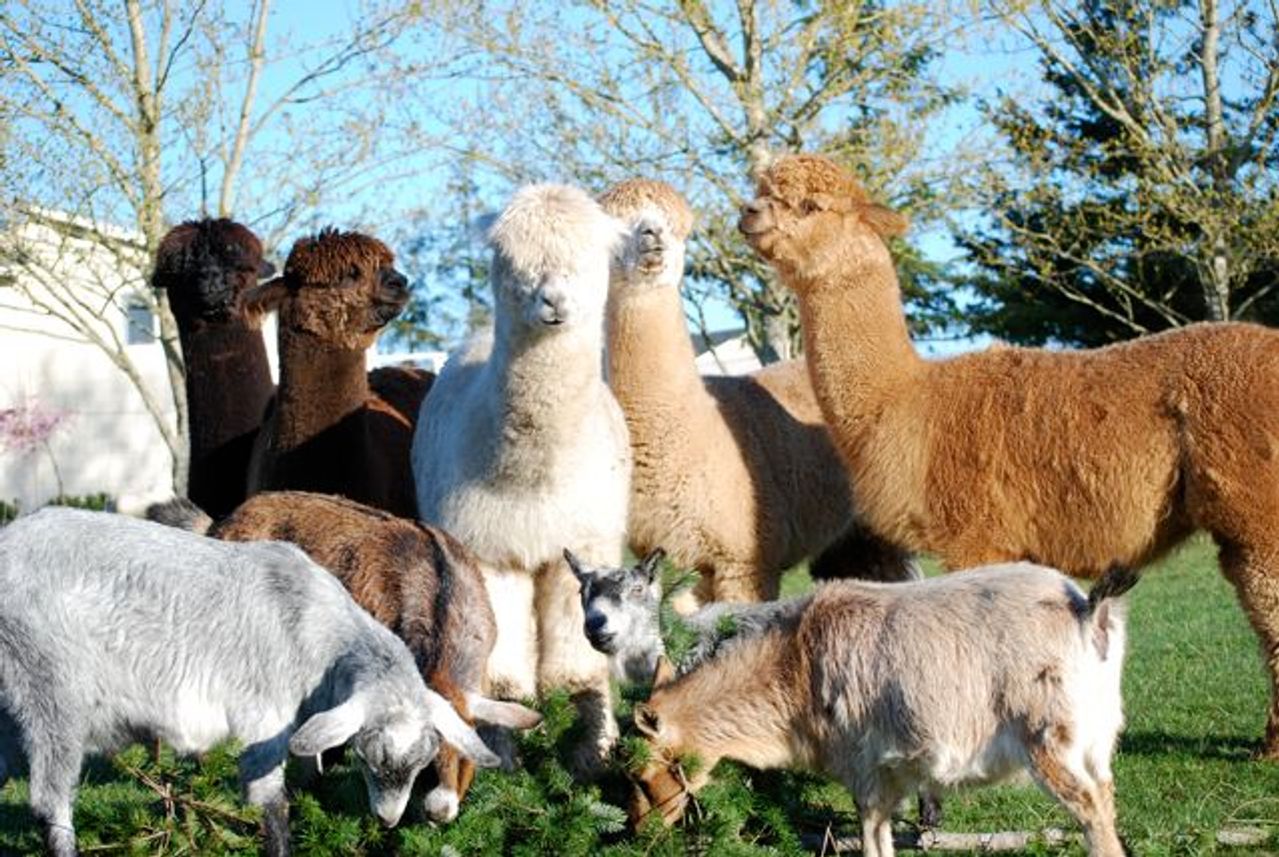 Photo of Trumpeter Inn Bed & Breakfast