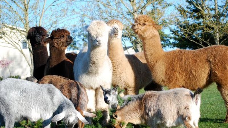 Photo of Trumpeter Inn Bed & Breakfast