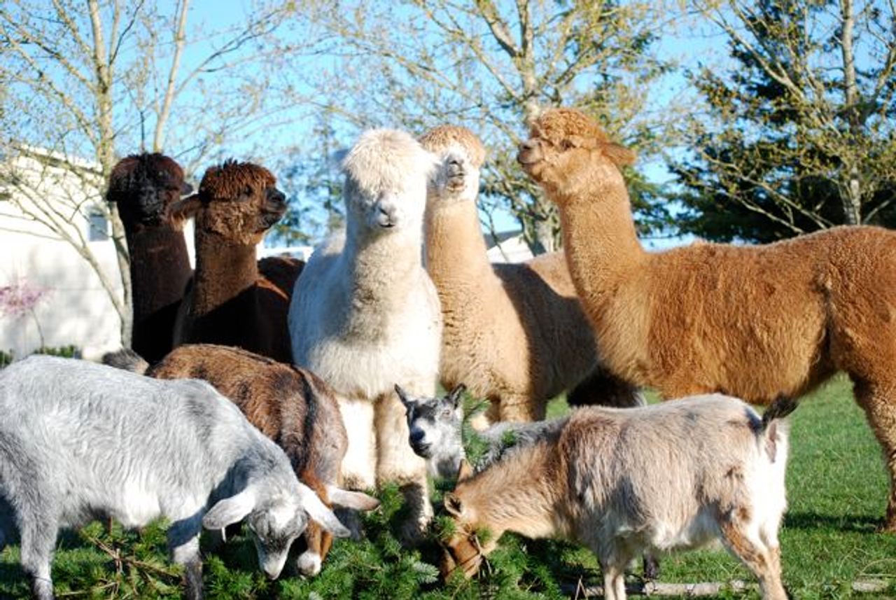 Photo of Trumpeter Inn Bed & Breakfast