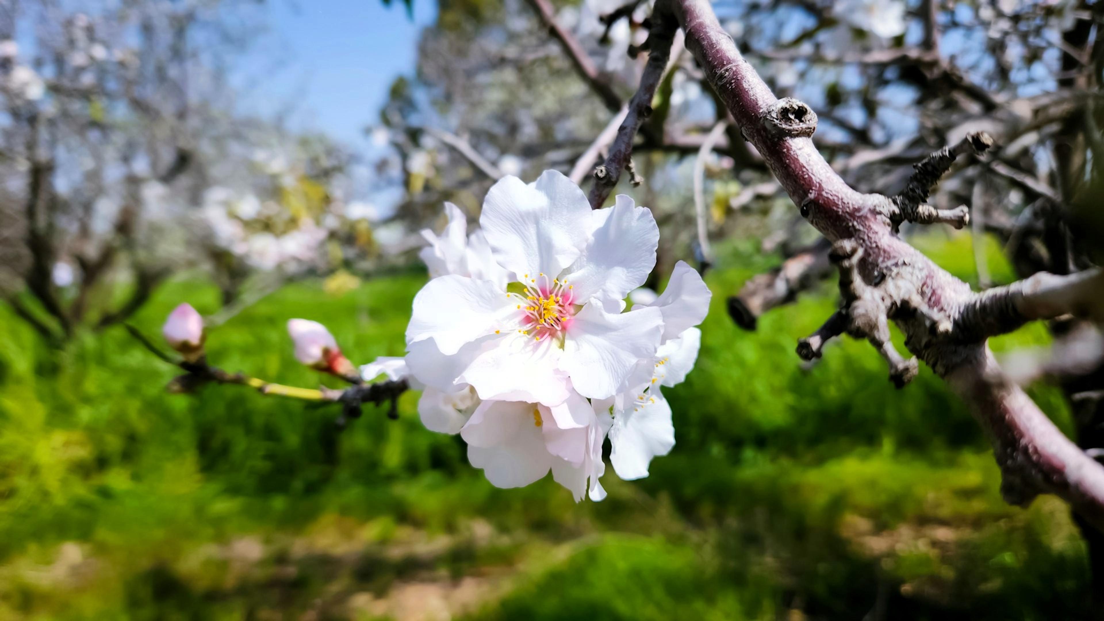 Almond tree bloom, Spring in Turlock, California, USA