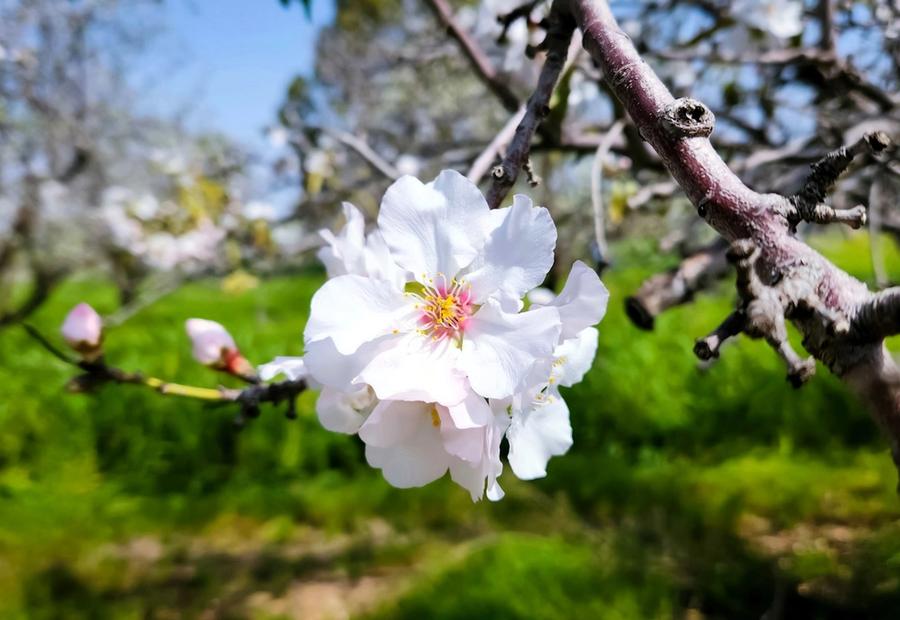 Almond tree bloom, Spring in Turlock, California, USA
