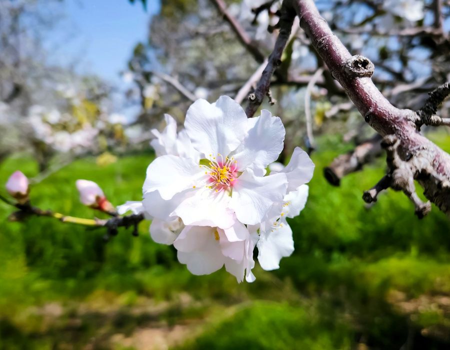 Almond tree bloom, Spring in Turlock, California, USA