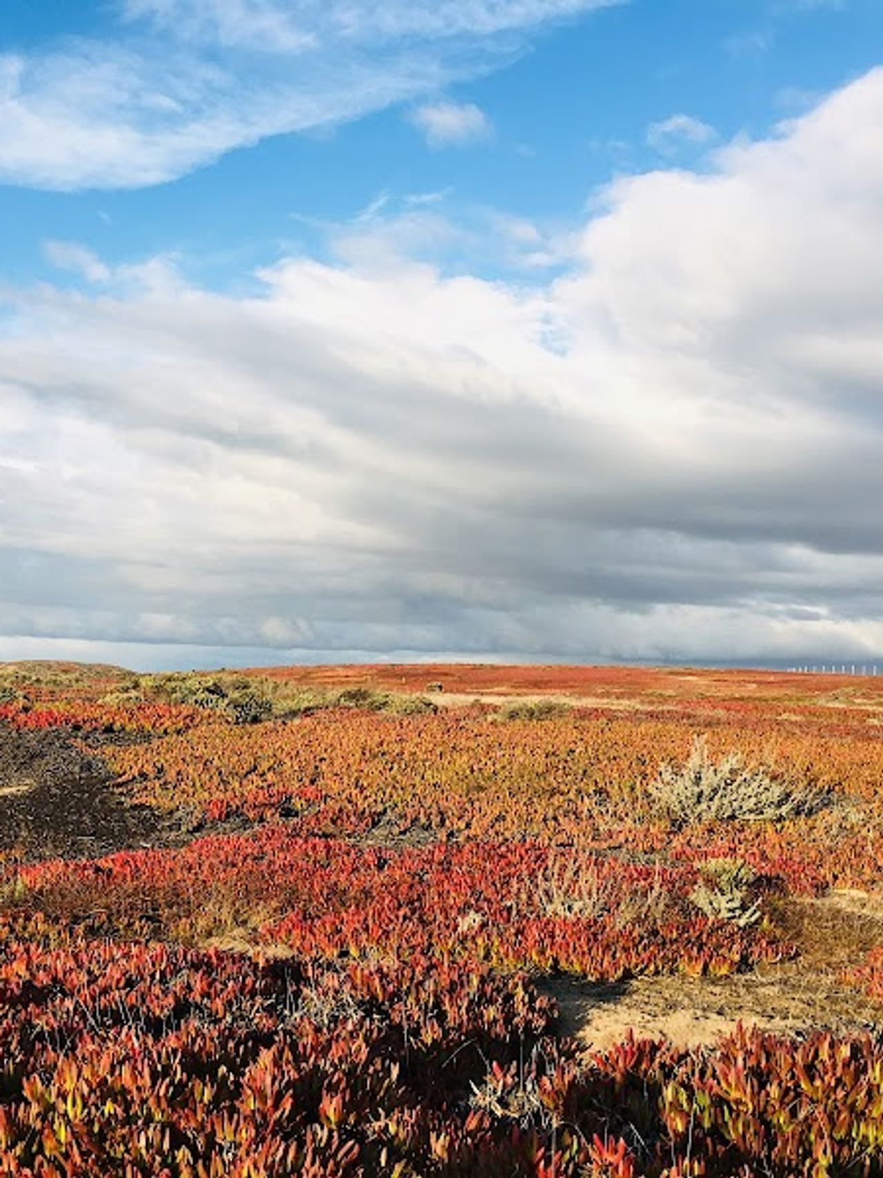 Photo of Marina Dunes RV Park