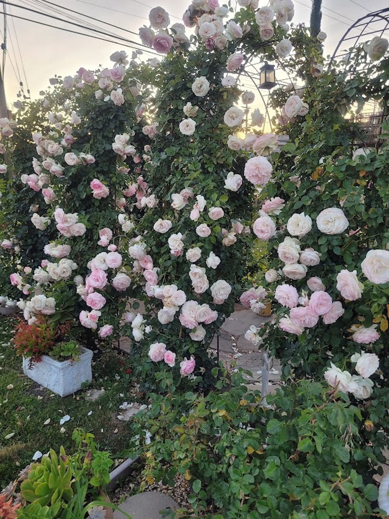 Photo of Chardonnay Lodge