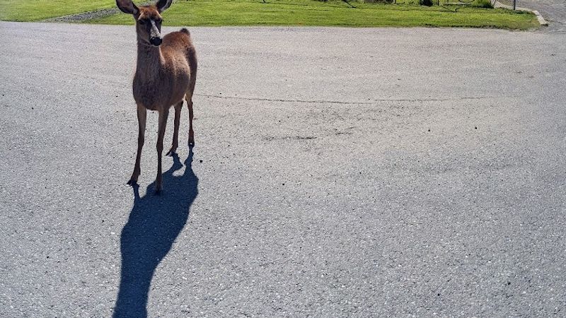 Photo of Shorebirds Villas