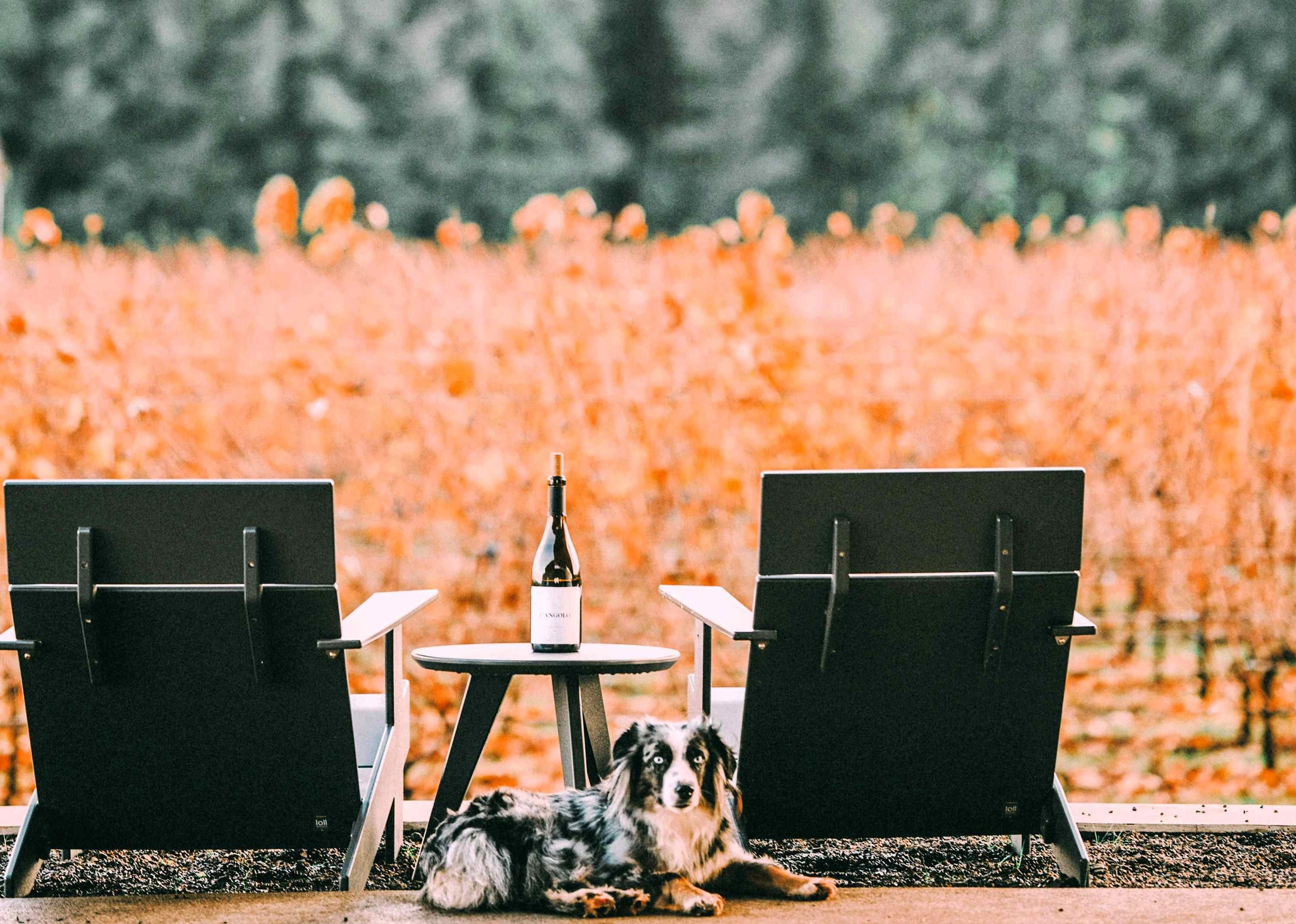 Two chairs and a bottle of wine in front of a vineyard in Newberg, OR, USA