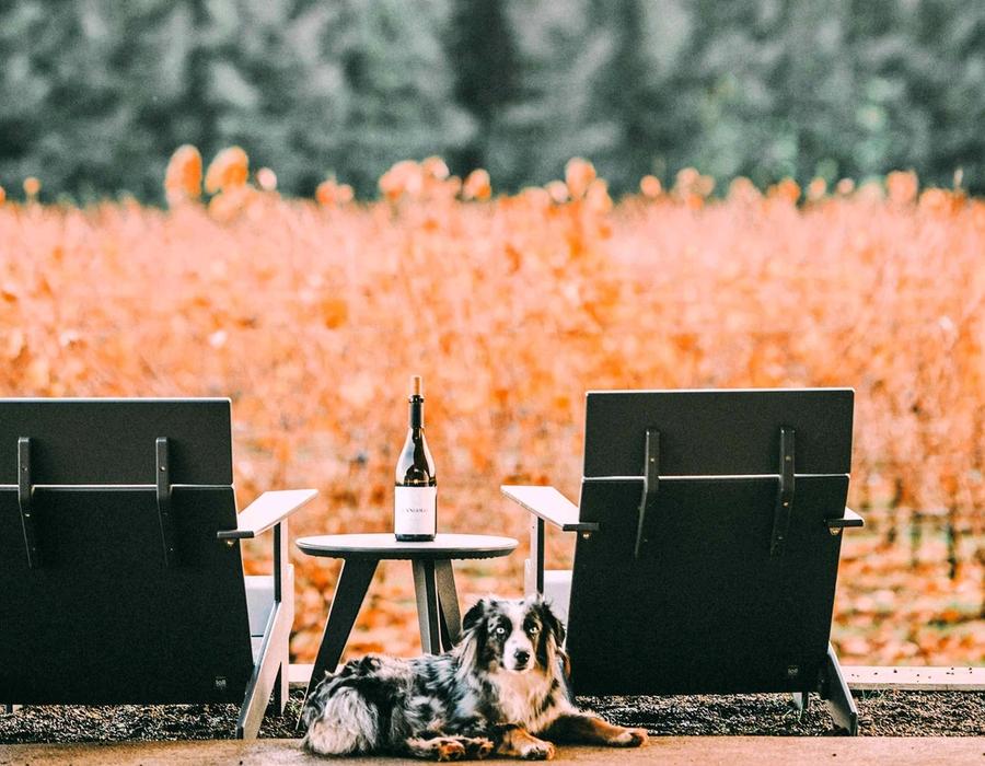 Two chairs and a bottle of wine in front of a vineyard in Newberg, OR, USA