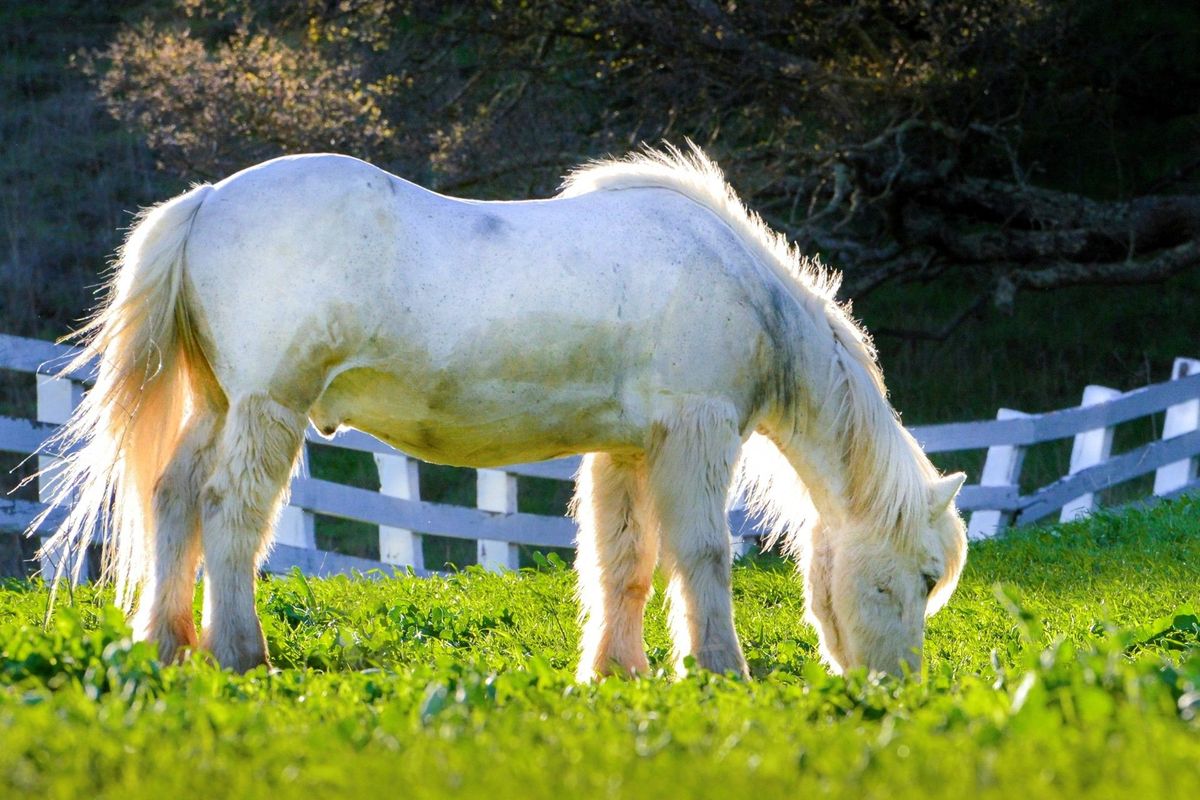 White horse grazing in glowing sunlight on a late afternoon in Dublin, CA, USA