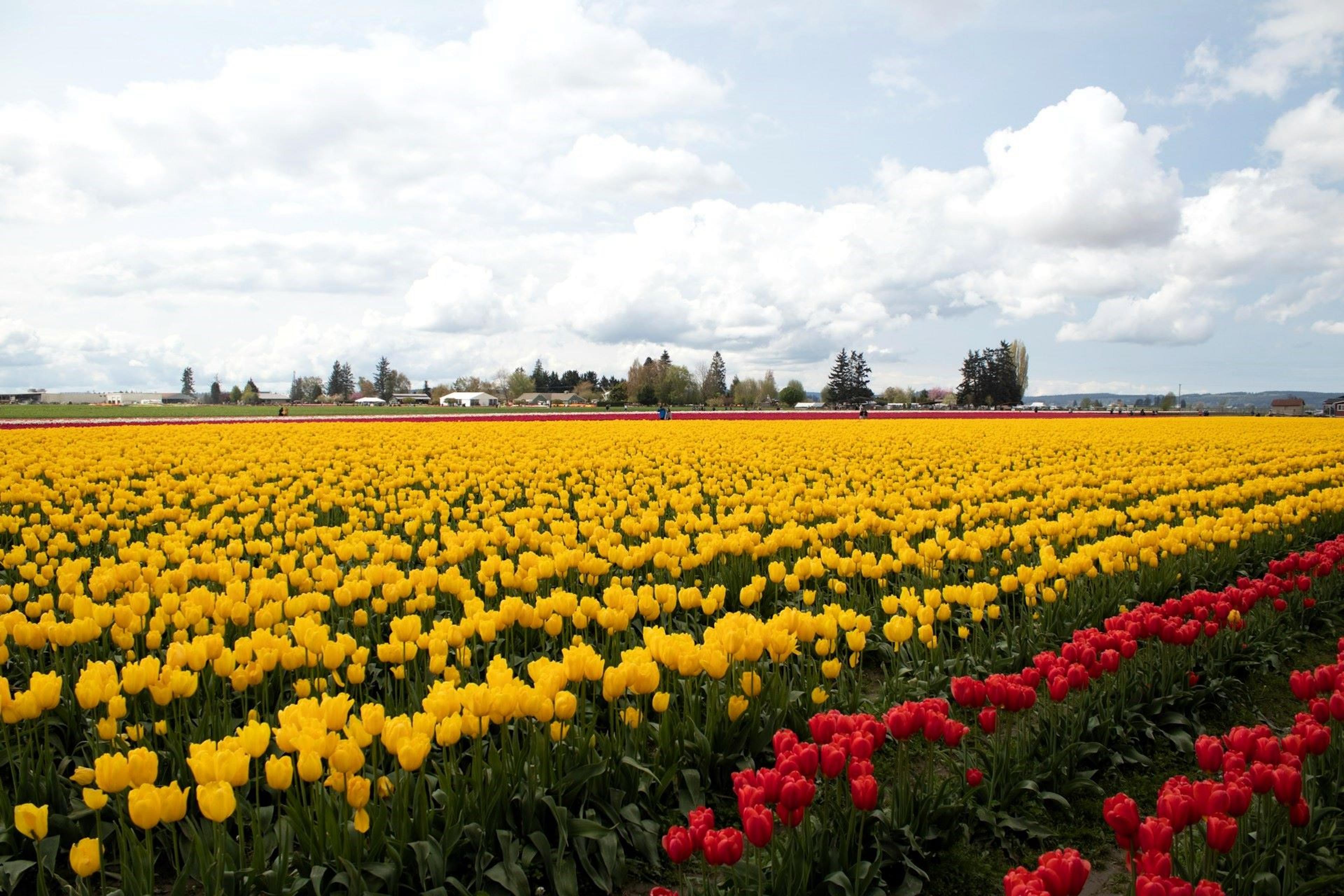 A field of tulips blossoms in Skagit Valley near Burlington, Washington, USA