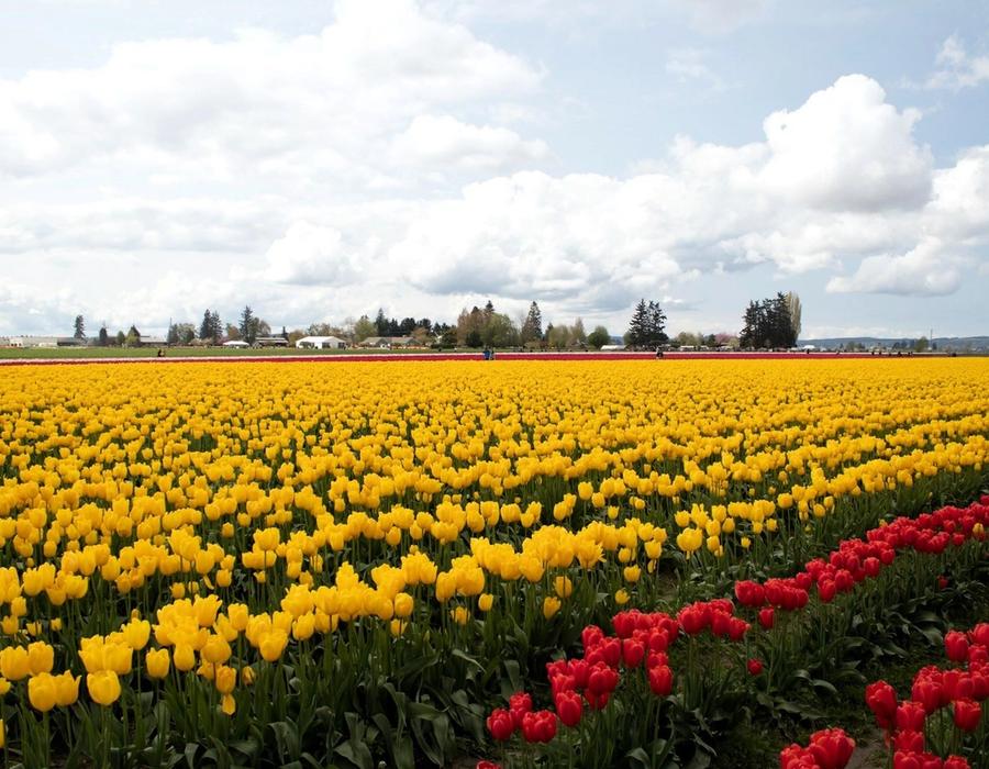 A field of tulips blossoms in Skagit Valley near Burlington, Washington, USA