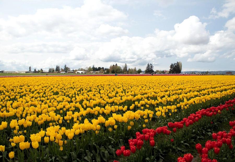 A field of tulips blossoms in Skagit Valley near Burlington, Washington, USA