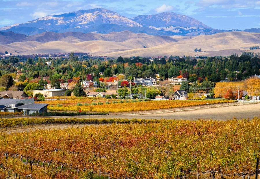 A vineyard with mountains in the background in Livermore, CA, USA