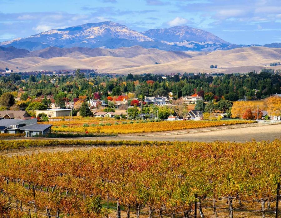 A vineyard with mountains in the background in Livermore, CA, USA