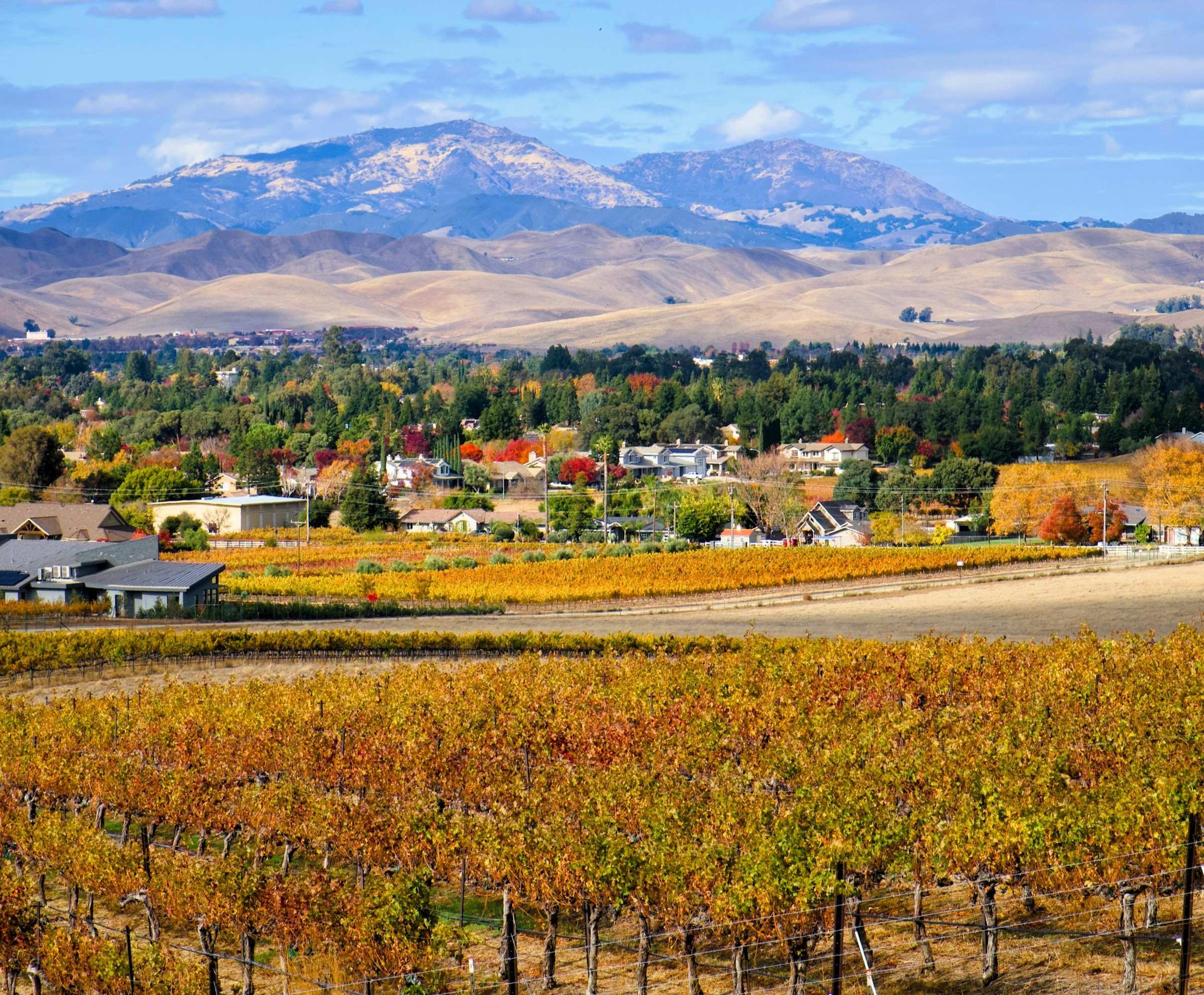 A vineyard with mountains in the background in Livermore, CA, USA