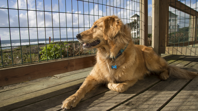 Photo of Fireside Motel - Pet-friendly