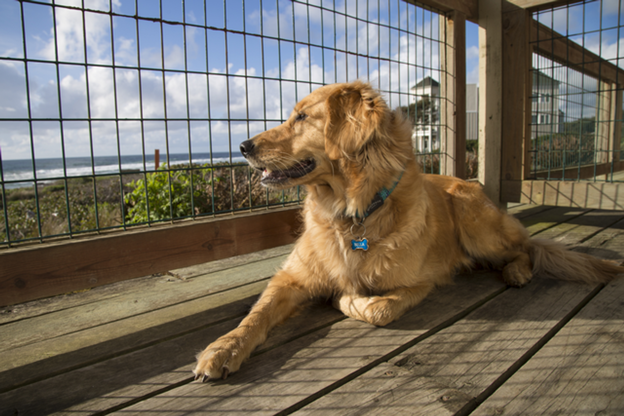 Photo of Fireside Motel - Pet-friendly