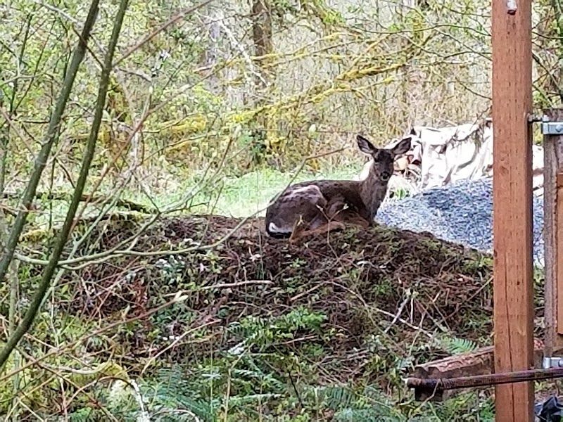 Photo of Almost Paradise Lodging at Mt. Rainier - Wildlife