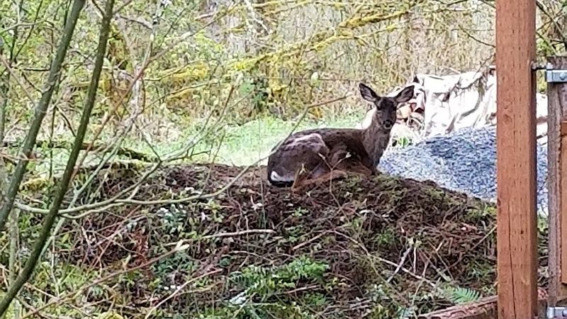 Photo of Almost Paradise Lodging at Mt. Rainier - Wildlife