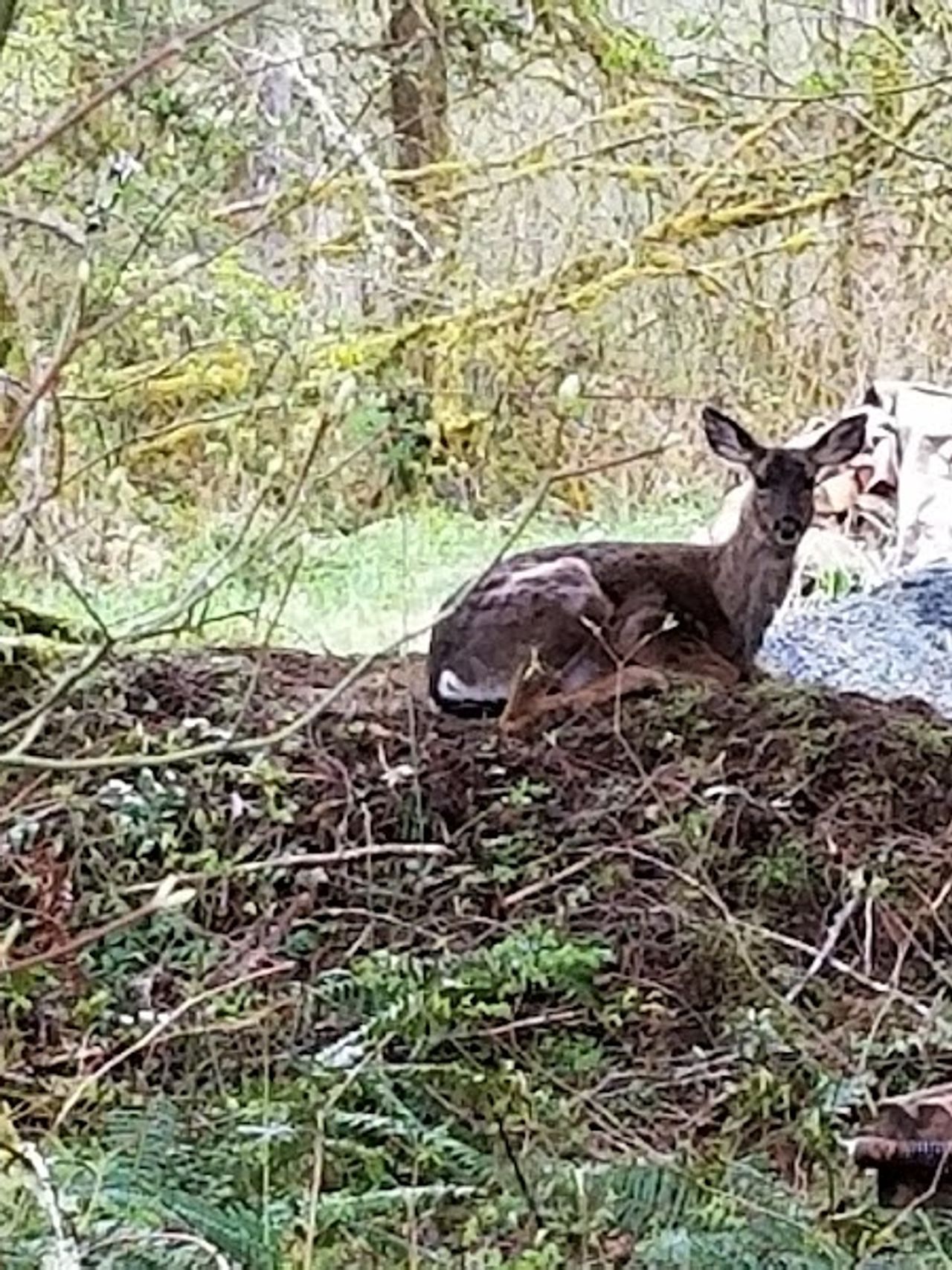 Photo of Almost Paradise Lodging at Mt. Rainier - Wildlife