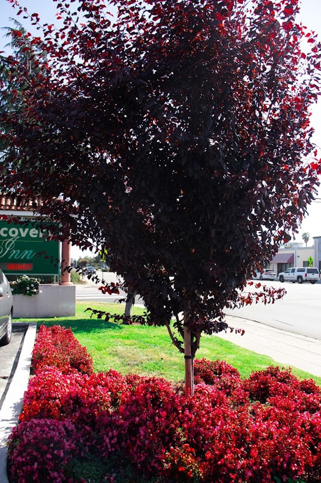 Photo of Discovery Inn Hayward - Castro Valley