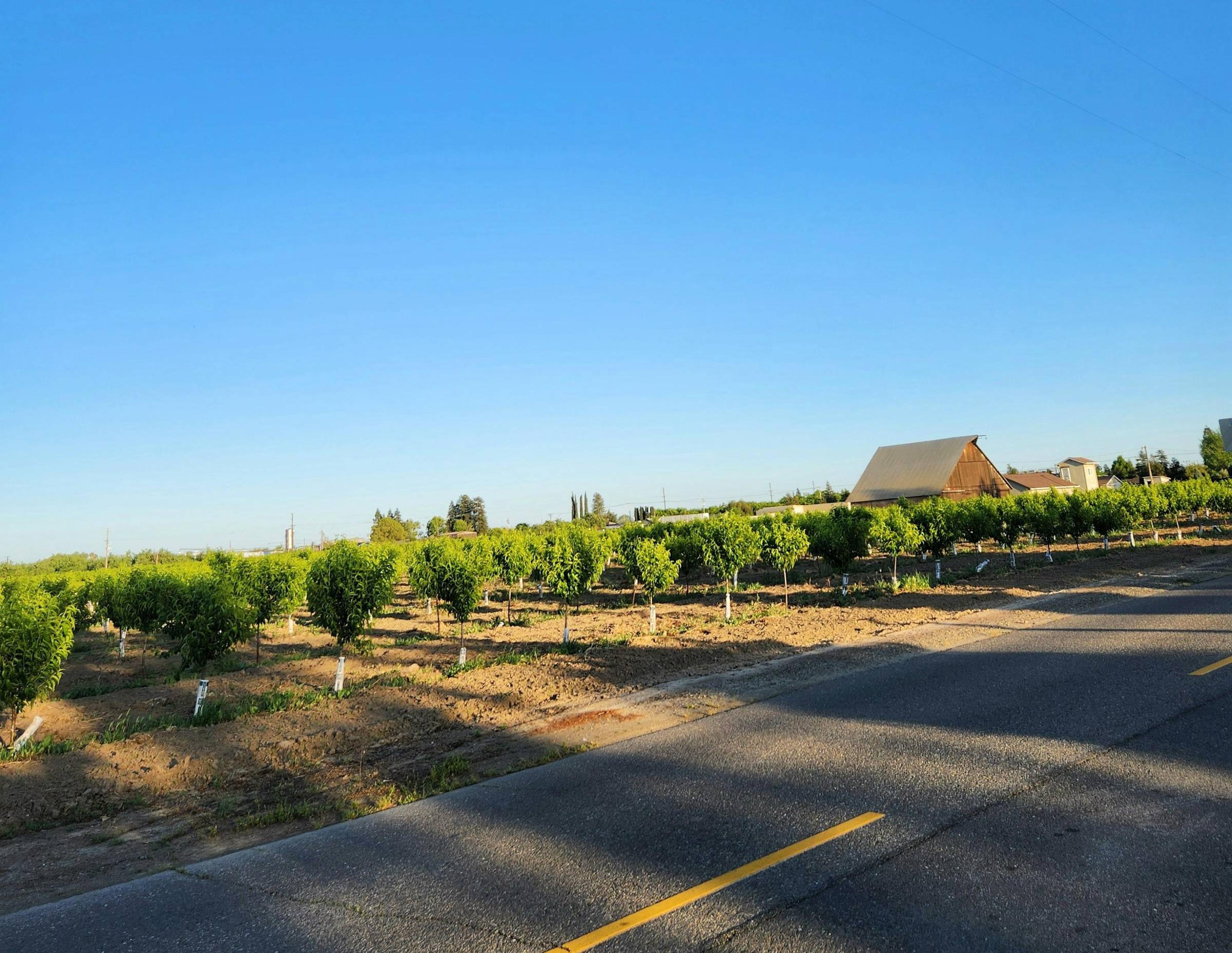 An orchard at the outskirts of Salida and Modesto in California, USA