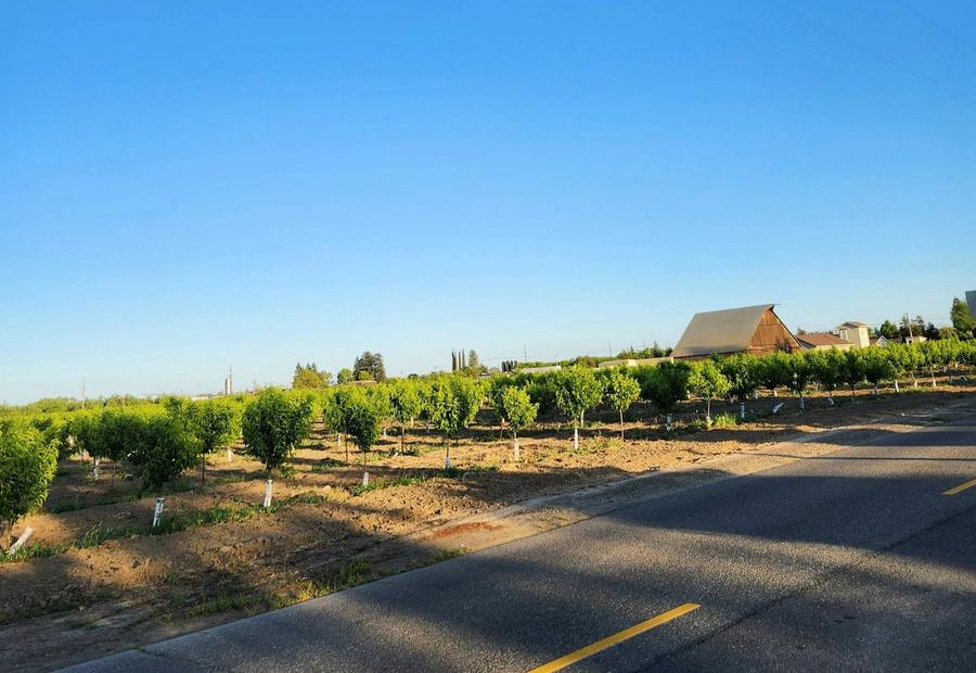 An orchard at the outskirts of Salida and Modesto in California, USA