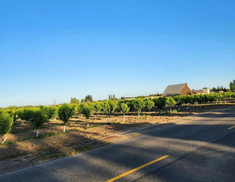 An orchard at the outskirts of Salida and Modesto in California, USA