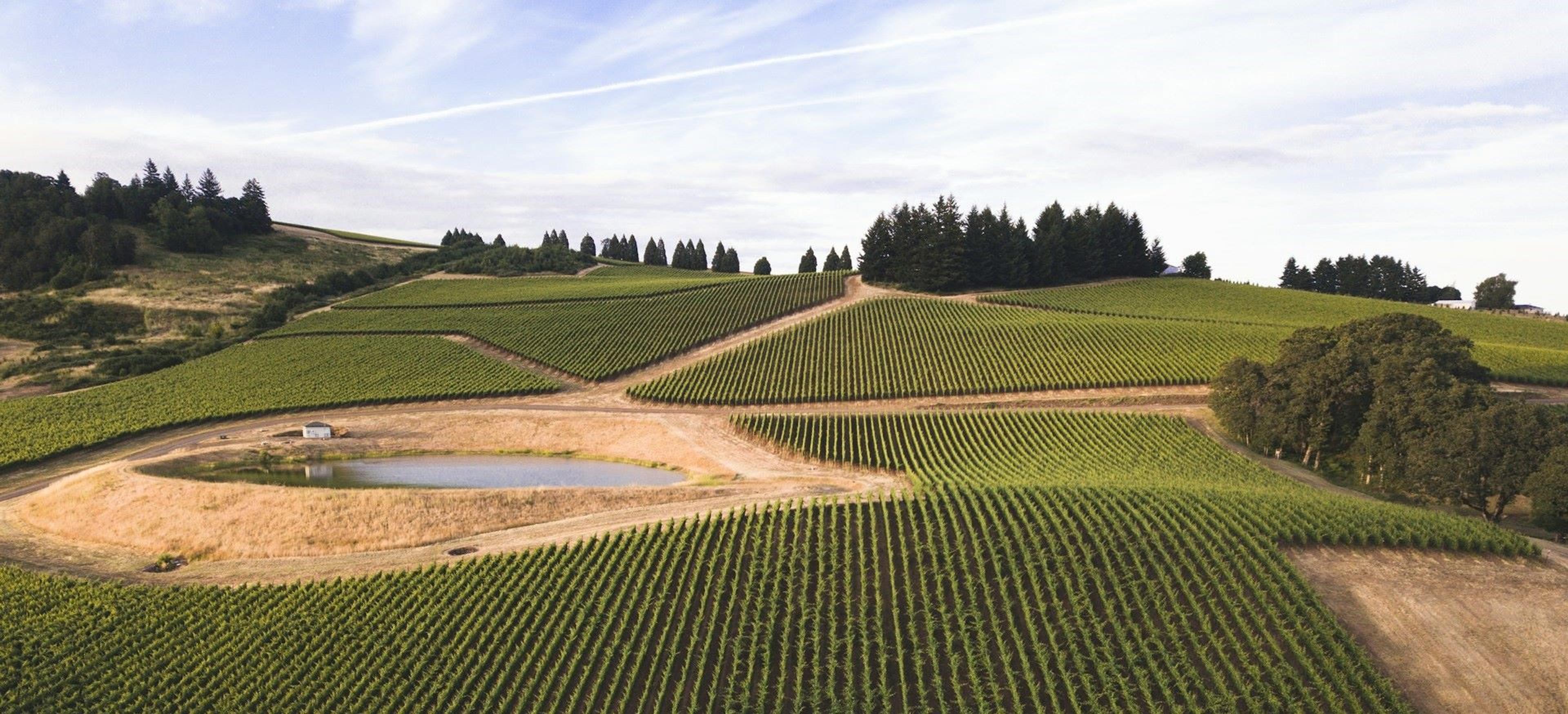 Neatly arranged vineyards cover a hill outside of Salem, Oregon.