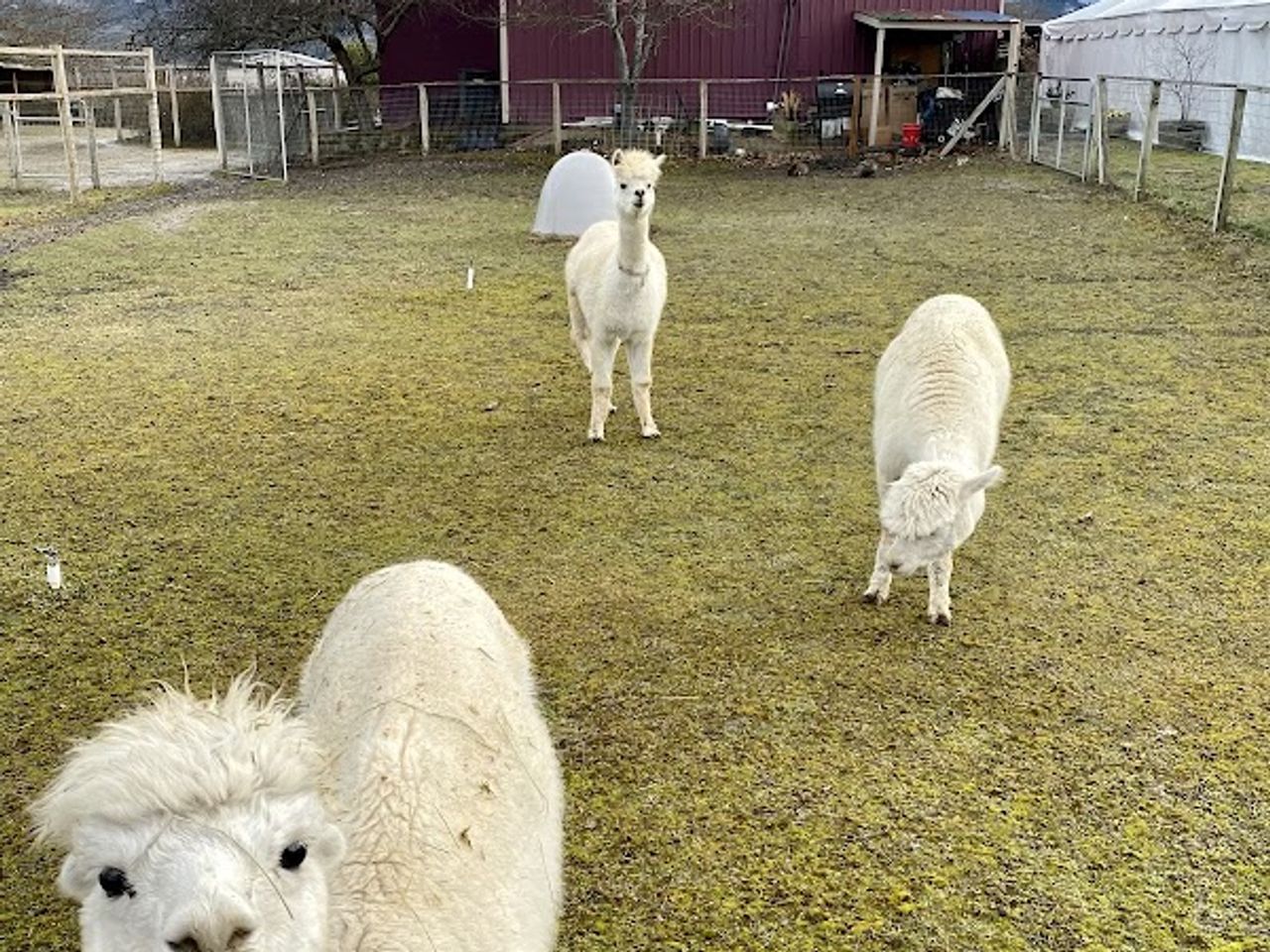 Photo of Rellik Winery