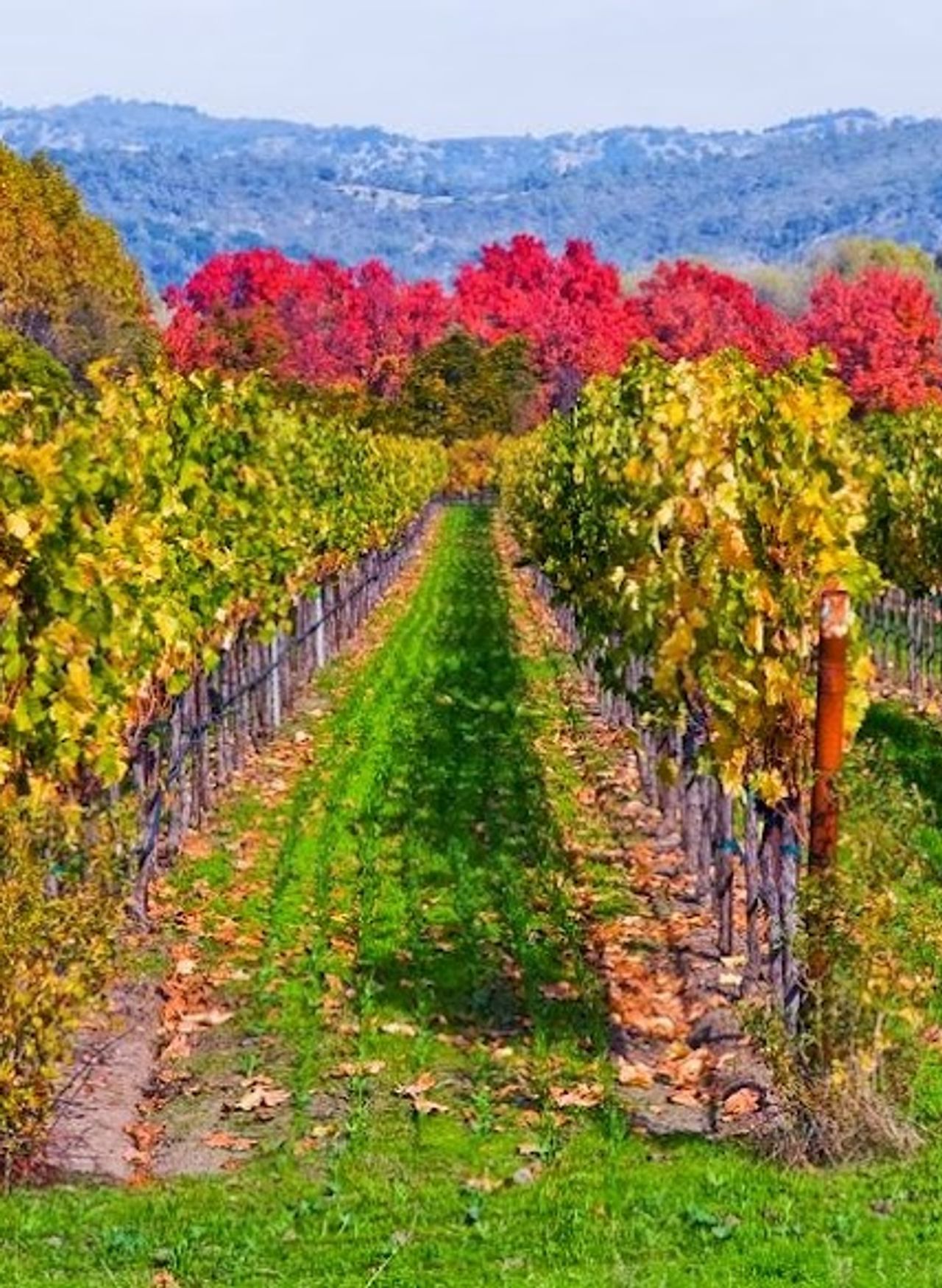 Photo of Napa Valley Hotel and Suites