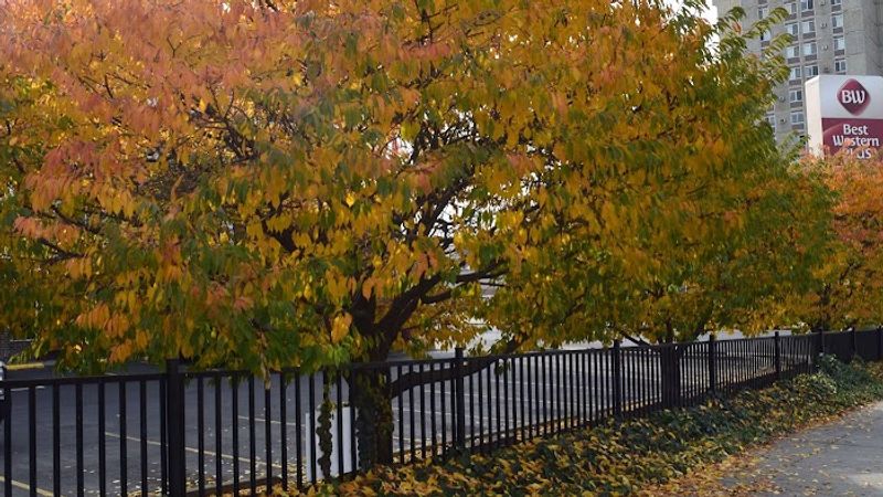 Photo of Best Western Plus City Center