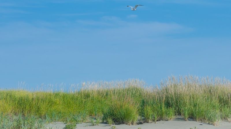 Photo of Shorebirds Villas