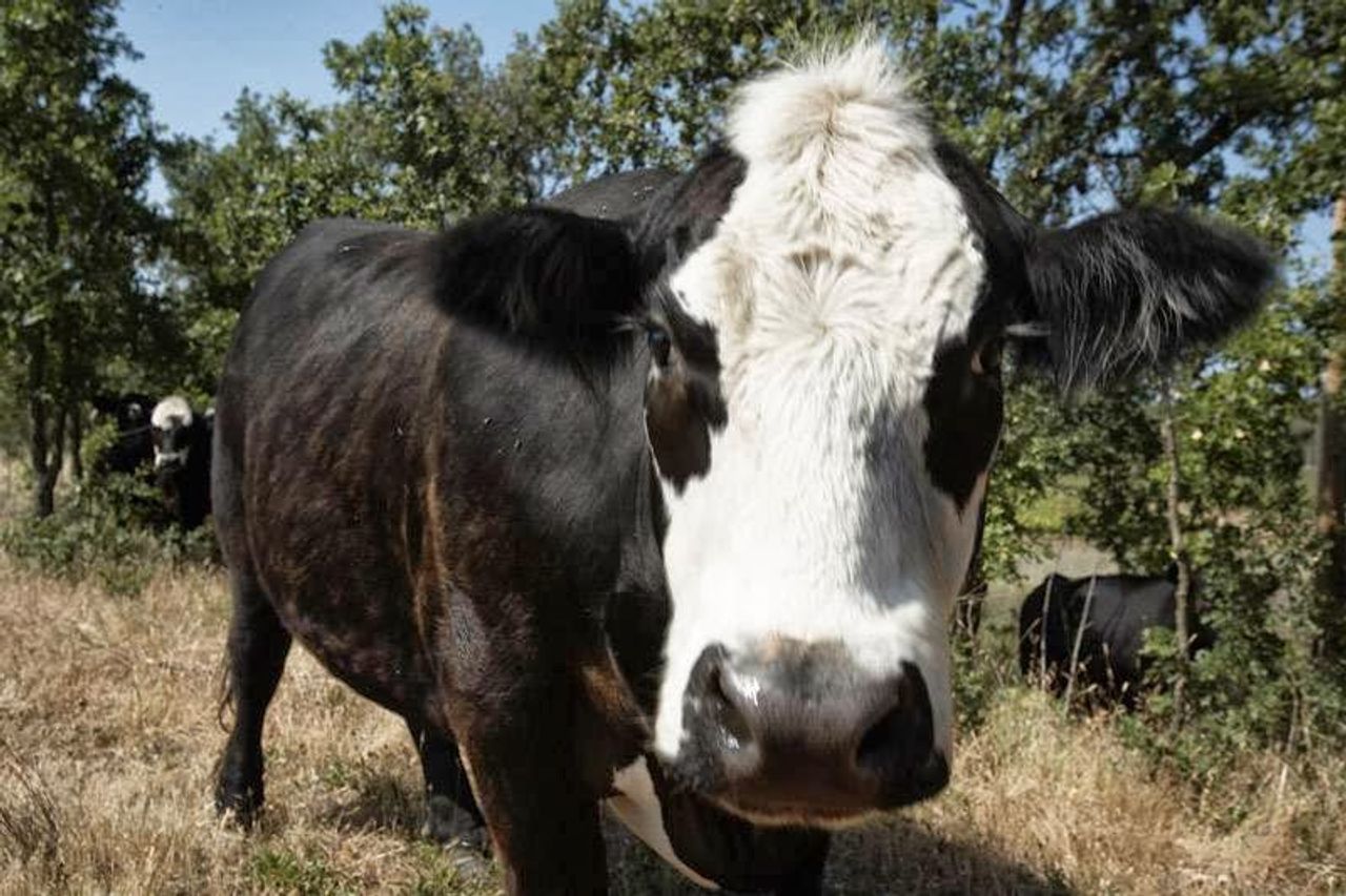 Photo of Beltane Ranch