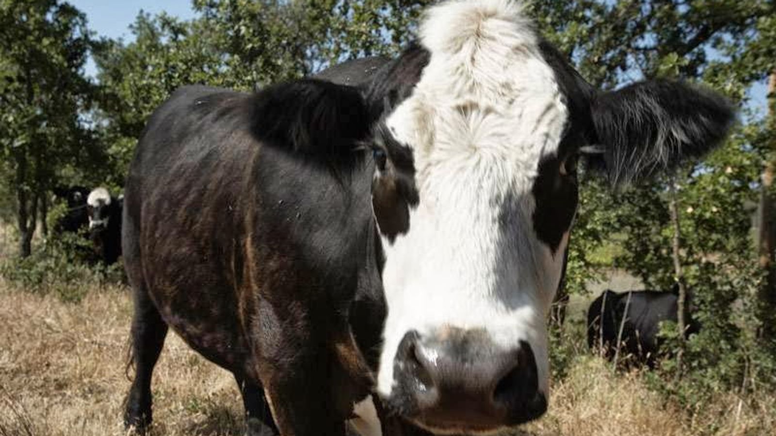 Photo of Beltane Ranch