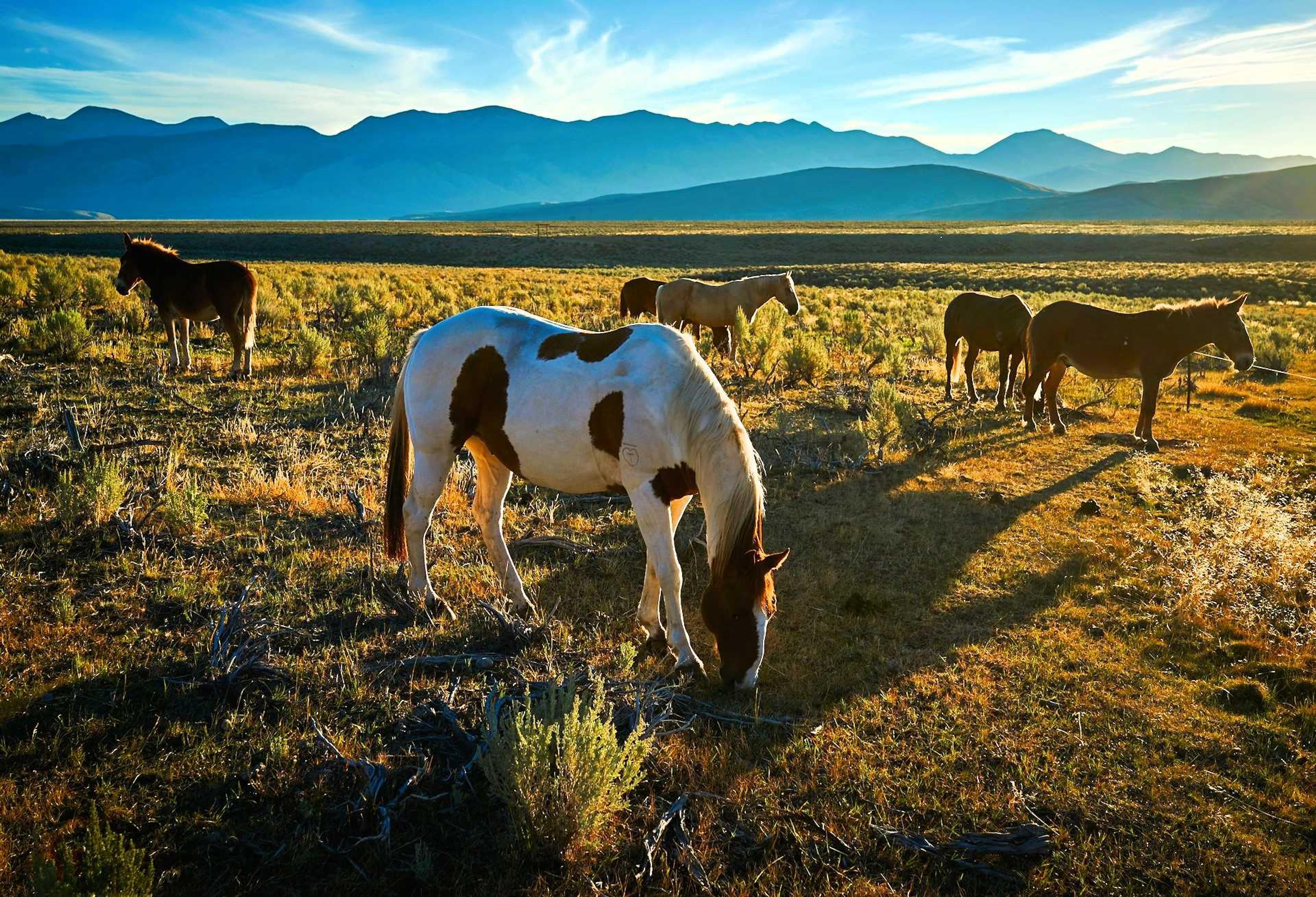 Photo of Idaho Horses taken near Challis, Idaho, United States