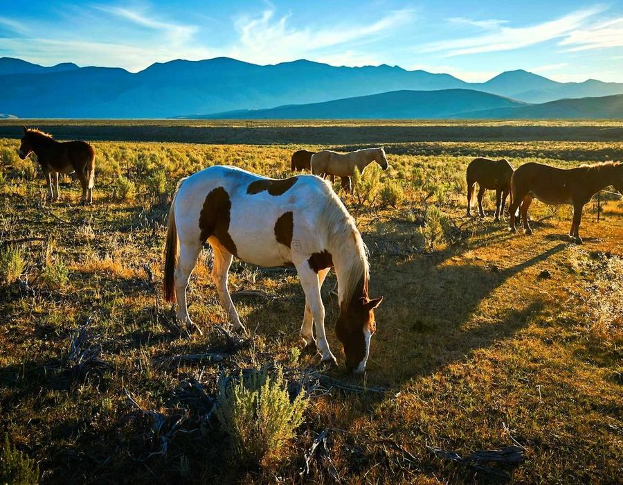 Photo of Idaho Horses taken near Challis, Idaho, United States