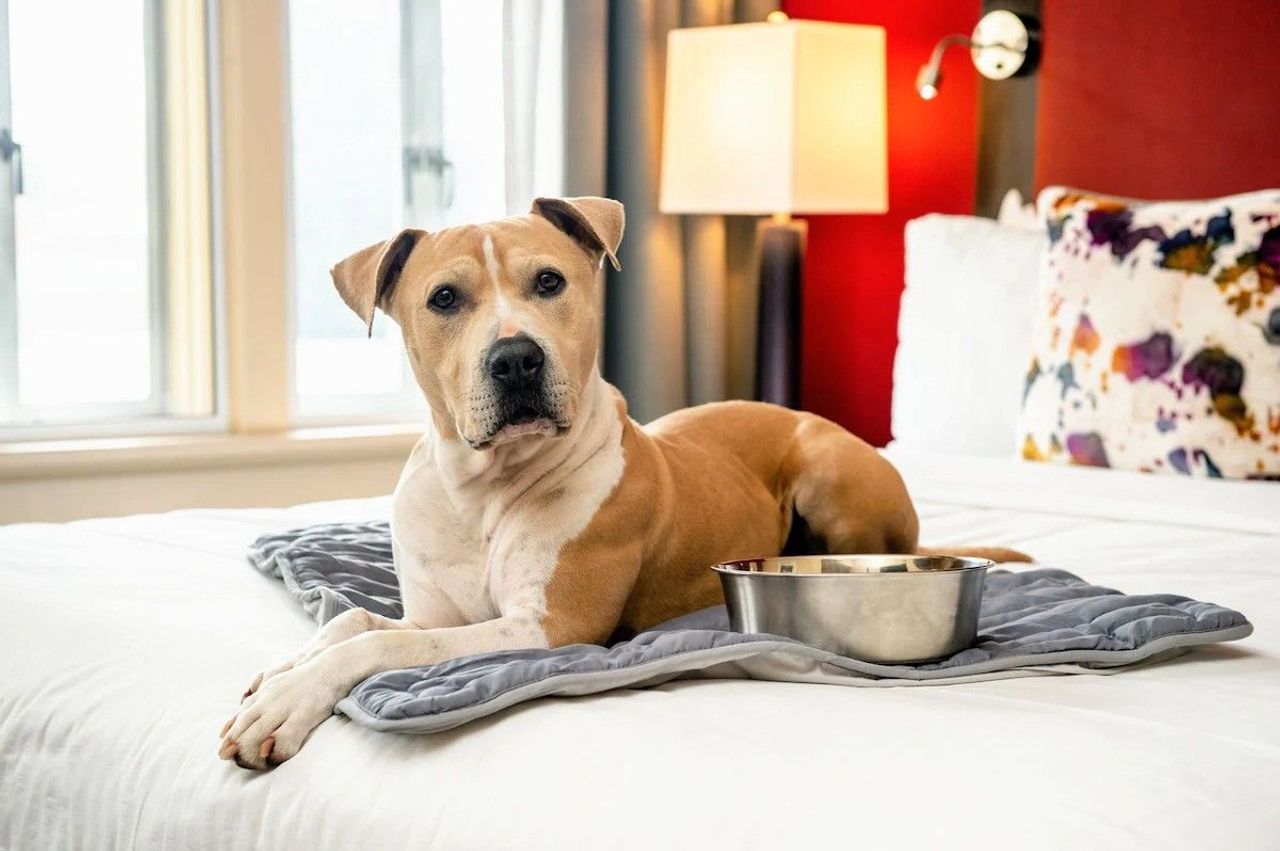 Hotel Shattuck Plaza - Pet-Friendly