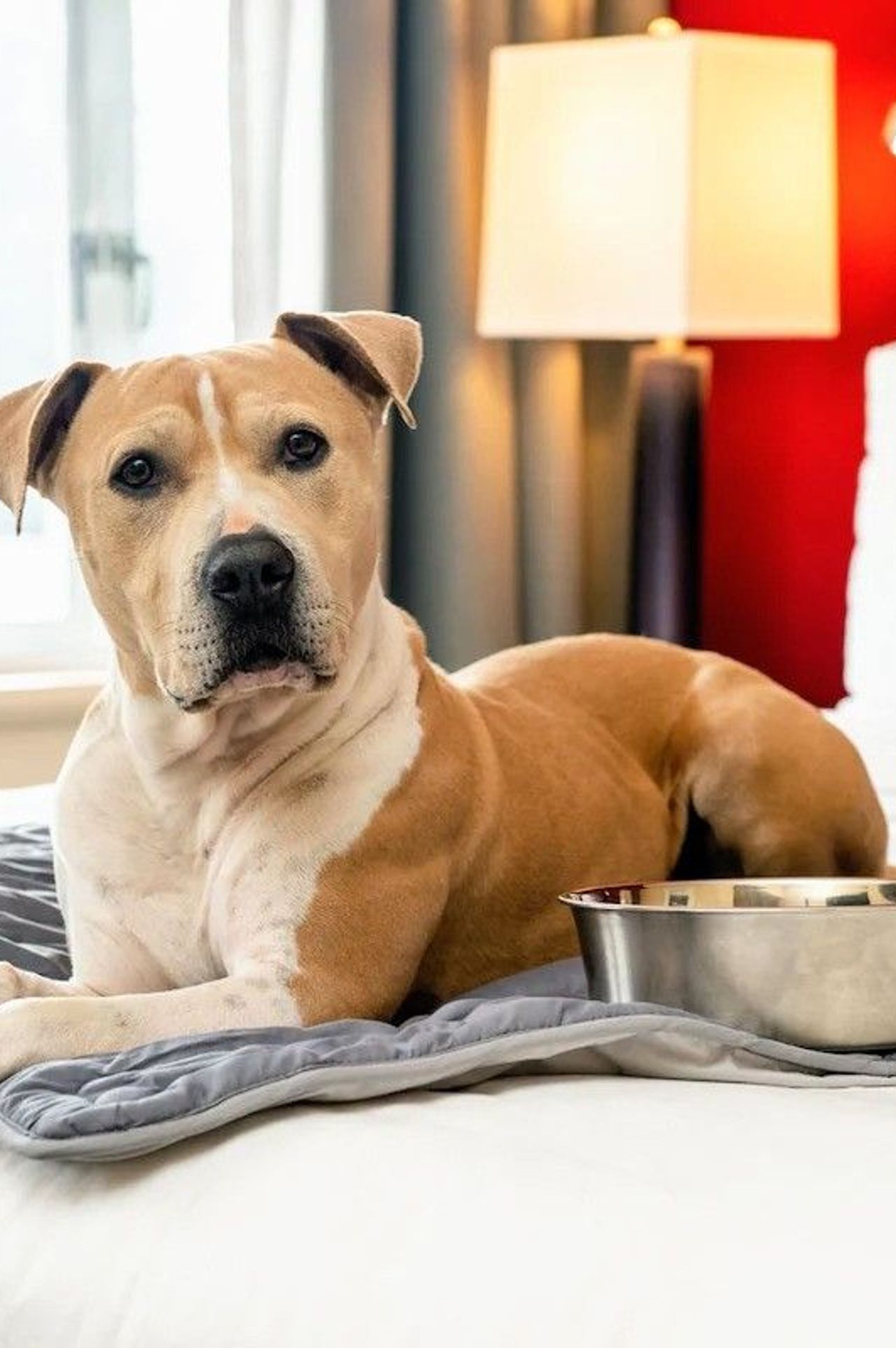Hotel Shattuck Plaza - Pet-Friendly