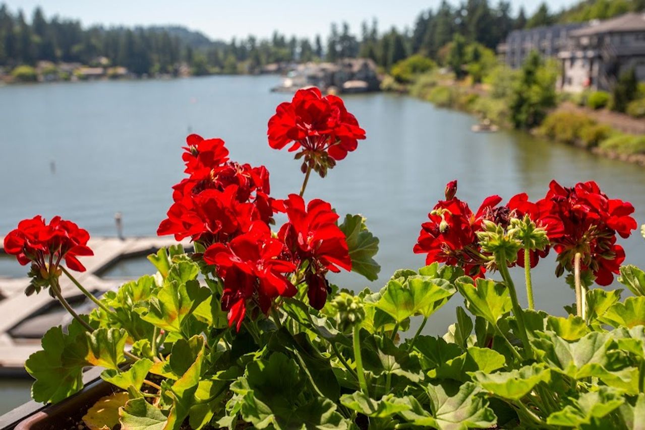 Photo of The Lakeshore Inn