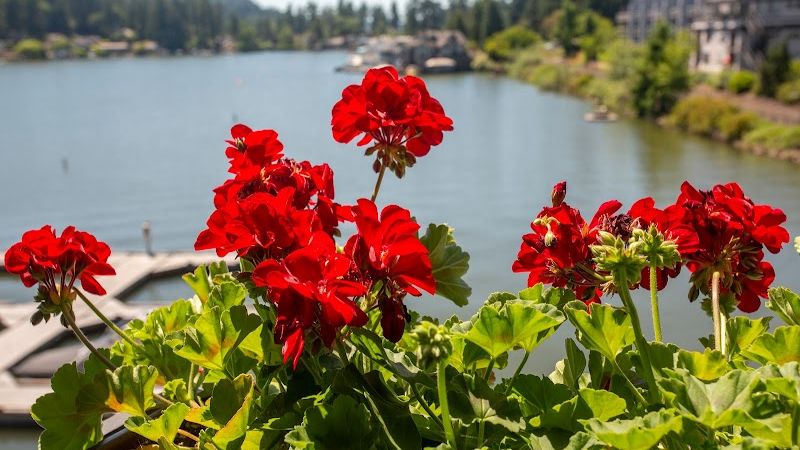 Photo of The Lakeshore Inn