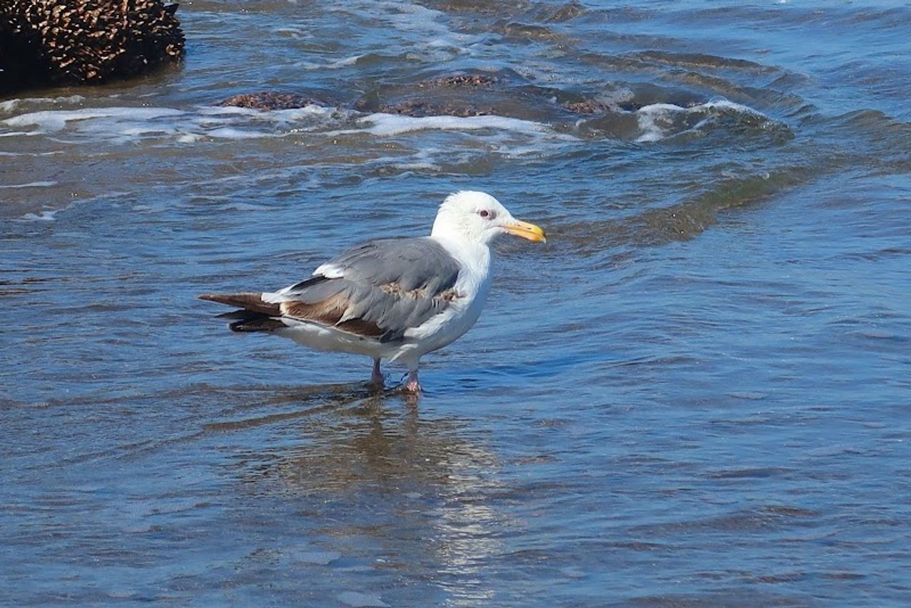 Photo of The Sandcastle Beachfront