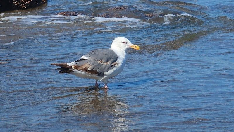 Photo of The Sandcastle Beachfront