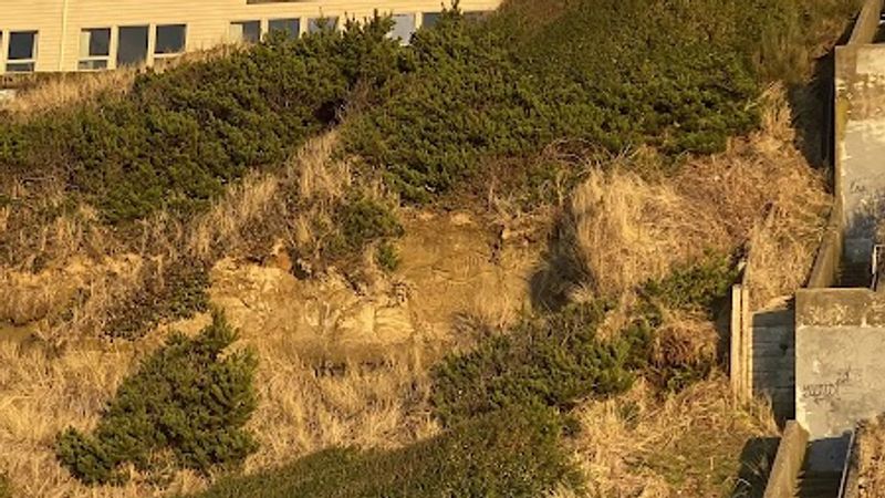 Photo of Seahorse Oceanfront Lodging