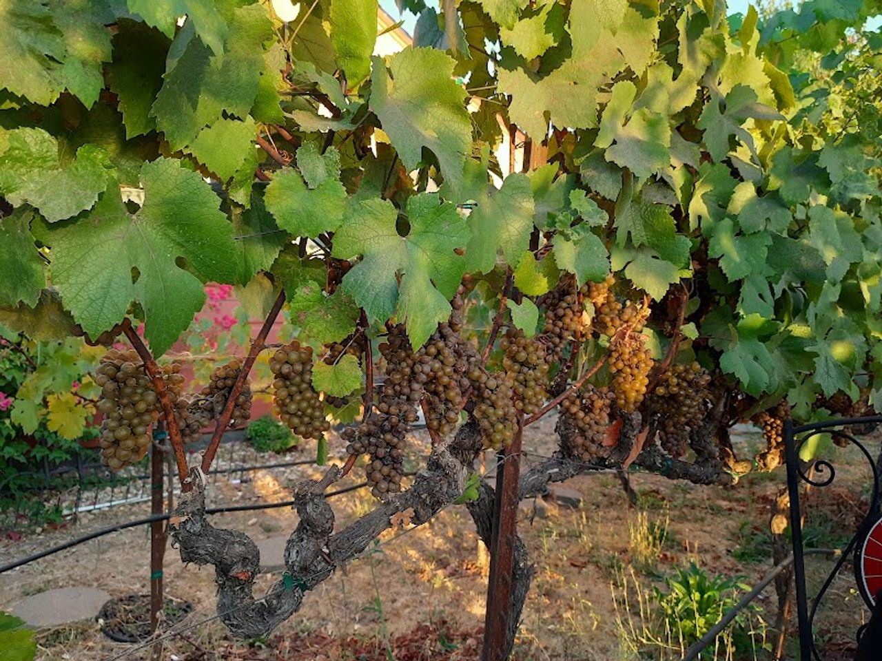 Photo of Chardonnay Lodge